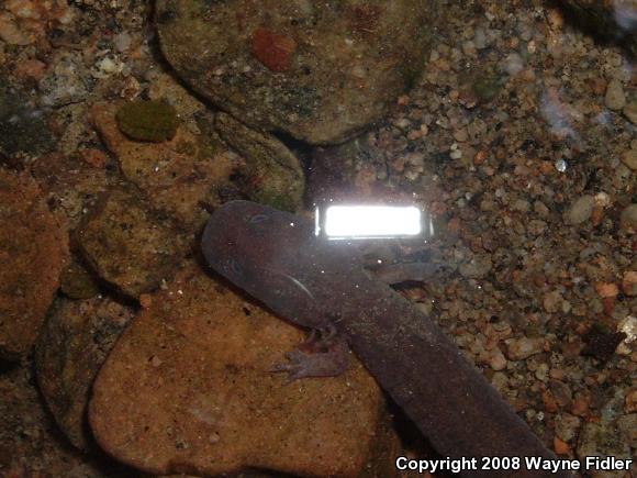 Northern Spring Salamander (Gyrinophilus porphyriticus porphyriticus)