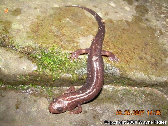 Northern Dusky Salamander (Desmognathus fuscus)