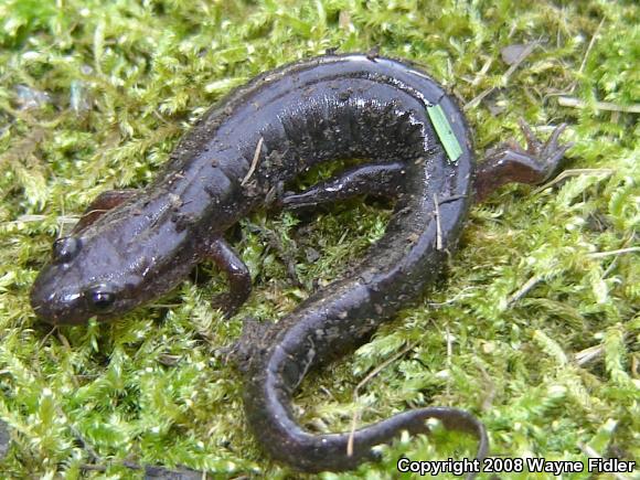 Allegheny Mountain Dusky Salamander (Desmognathus ochrophaeus)