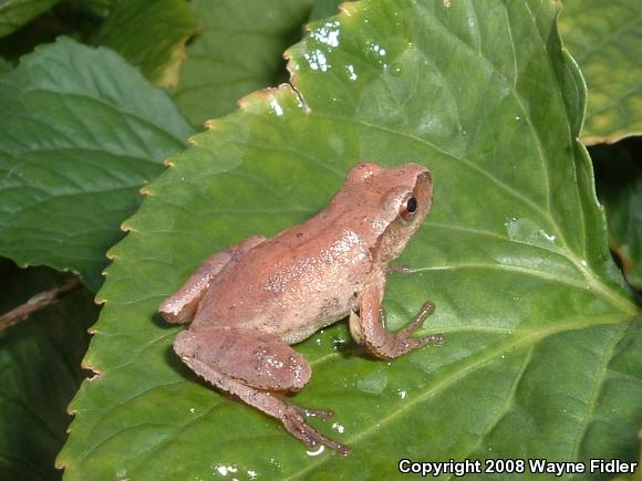 Northern Spring Peeper (Pseudacris crucifer crucifer)