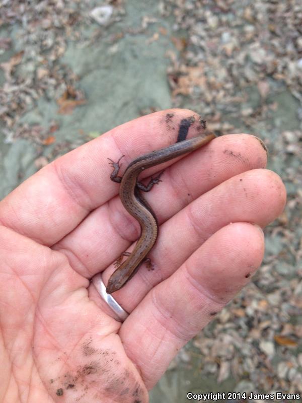 Little Brown Skink (Scincella lateralis)