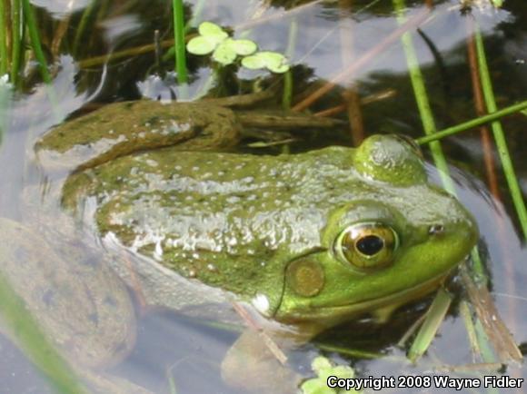 American Bullfrog (Lithobates catesbeianus)