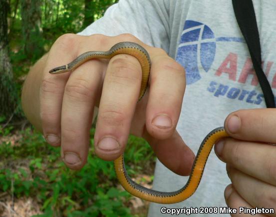 Northern Ring-necked Snake (Diadophis punctatus edwardsii)