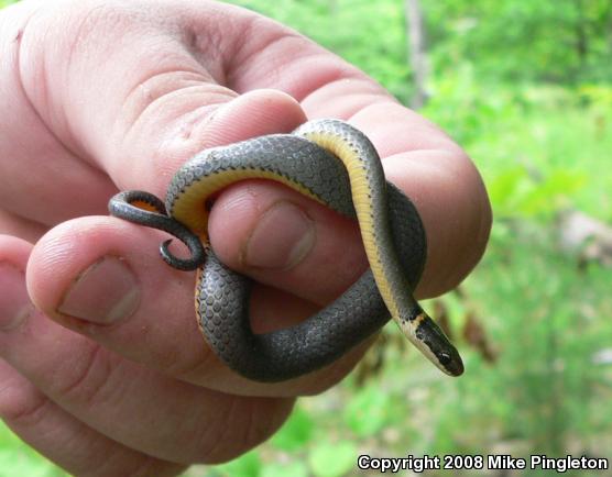 Northern Ring-necked Snake (Diadophis punctatus edwardsii)