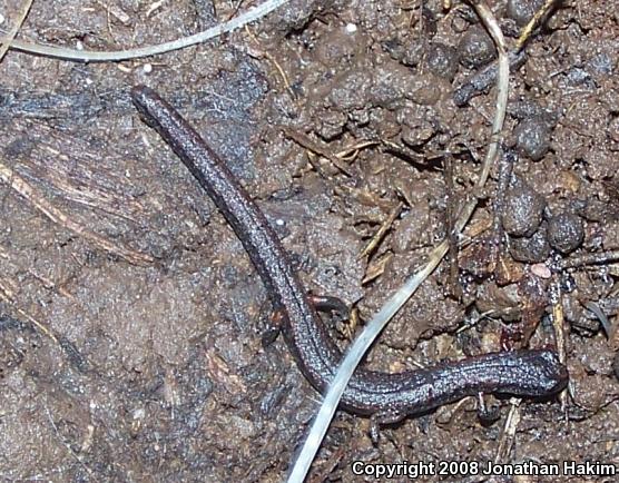 California Slender Salamander (Batrachoseps attenuatus)