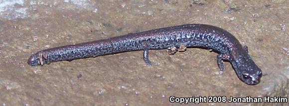 California Slender Salamander (Batrachoseps attenuatus)