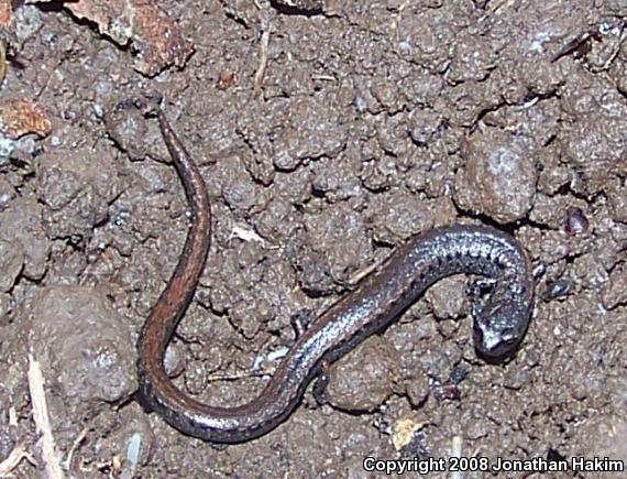 California Slender Salamander (Batrachoseps attenuatus)