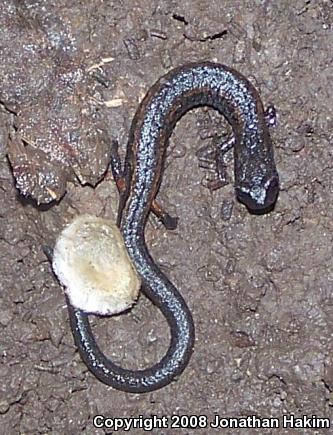 California Slender Salamander (Batrachoseps attenuatus)