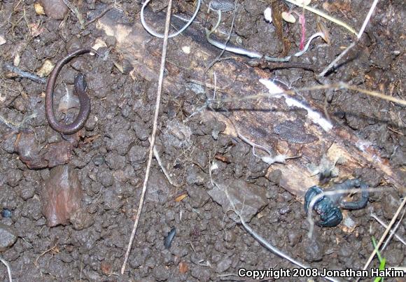 California Slender Salamander (Batrachoseps attenuatus)