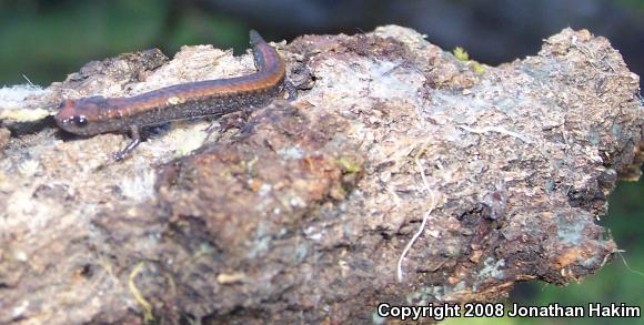 California Slender Salamander (Batrachoseps attenuatus)