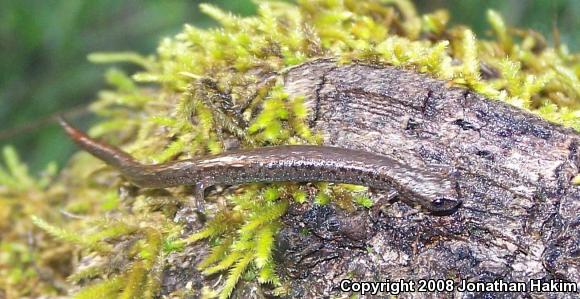 California Slender Salamander (Batrachoseps attenuatus)