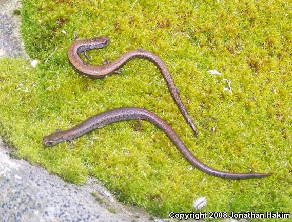 California Slender Salamander (Batrachoseps attenuatus)