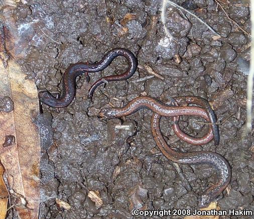 California Slender Salamander (Batrachoseps attenuatus)