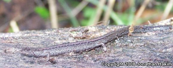 California Slender Salamander (Batrachoseps attenuatus)