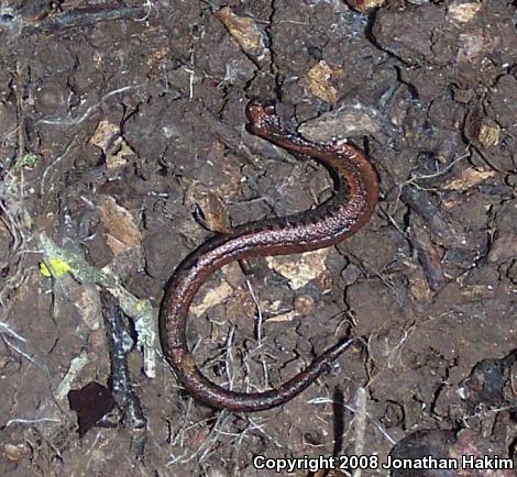 California Slender Salamander (Batrachoseps attenuatus)