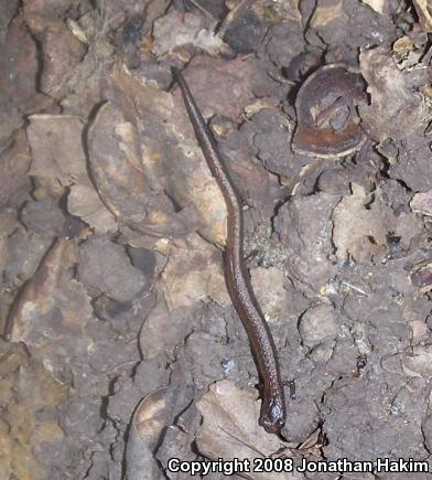 California Slender Salamander (Batrachoseps attenuatus)