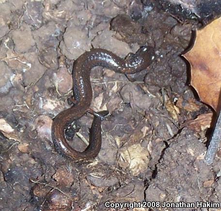 California Slender Salamander (Batrachoseps attenuatus)