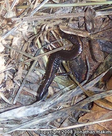 California Slender Salamander (Batrachoseps attenuatus)