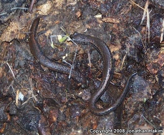 California Slender Salamander (Batrachoseps attenuatus)