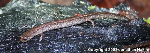 California Slender Salamander (Batrachoseps attenuatus)