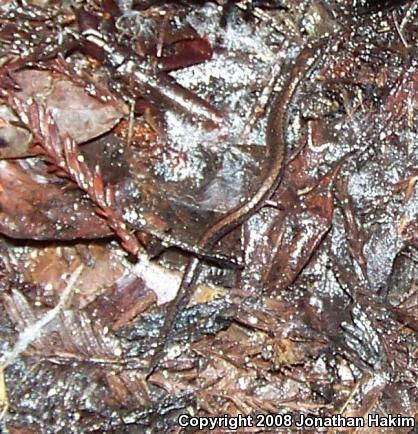 California Slender Salamander (Batrachoseps attenuatus)