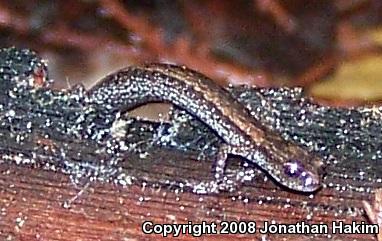 California Slender Salamander (Batrachoseps attenuatus)