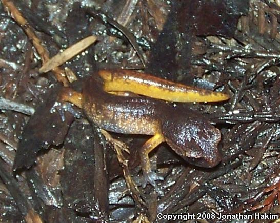 Oregon Ensatina (Ensatina eschscholtzii oregonensis)