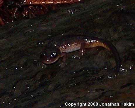 Oregon Ensatina (Ensatina eschscholtzii oregonensis)