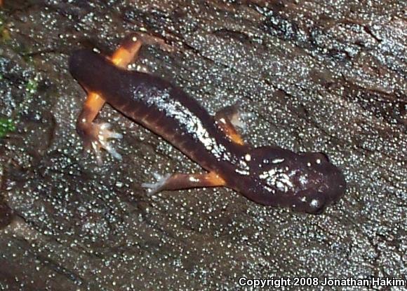 Oregon Ensatina (Ensatina eschscholtzii oregonensis)