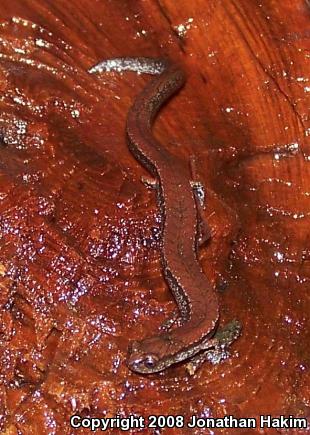 California Slender Salamander (Batrachoseps attenuatus)