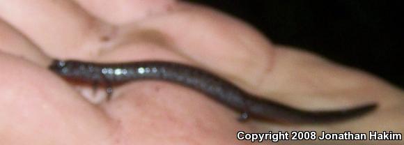 California Slender Salamander (Batrachoseps attenuatus)