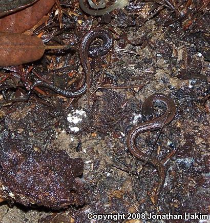 California Slender Salamander (Batrachoseps attenuatus)