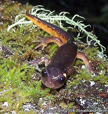 Oregon Ensatina (Ensatina eschscholtzii oregonensis)