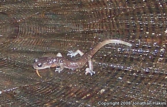 Arboreal Salamander (Aneides lugubris)