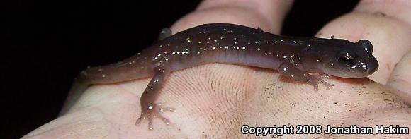 Arboreal Salamander (Aneides lugubris)