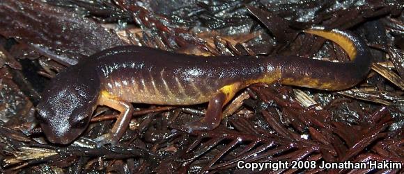 Oregon Ensatina (Ensatina eschscholtzii oregonensis)