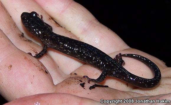 Wandering Salamander (Aneides vagrans)