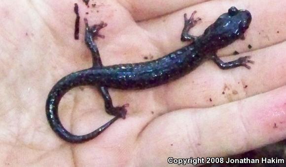 Wandering Salamander (Aneides vagrans)