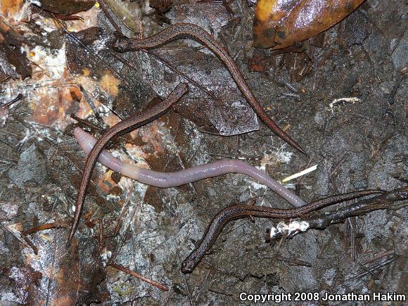 California Slender Salamander (Batrachoseps attenuatus)