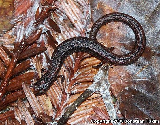 California Slender Salamander (Batrachoseps attenuatus)