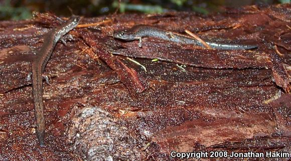 California Slender Salamander (Batrachoseps attenuatus)