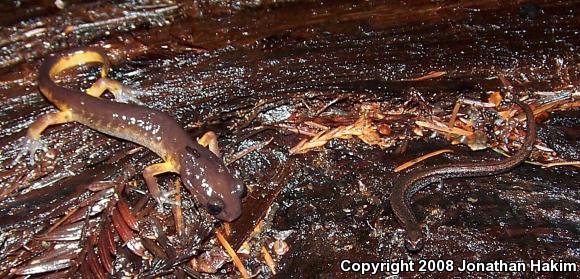 California Slender Salamander (Batrachoseps attenuatus)