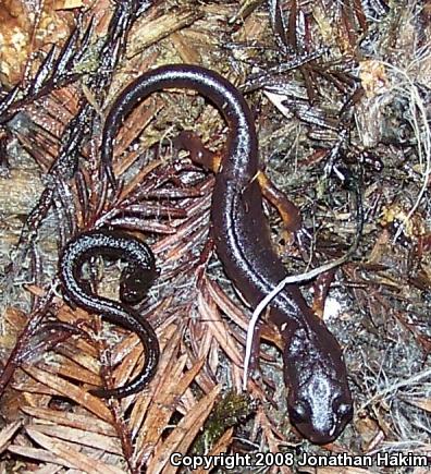 Oregon Ensatina (Ensatina eschscholtzii oregonensis)