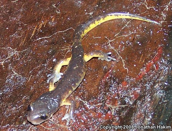 Oregon Ensatina (Ensatina eschscholtzii oregonensis)