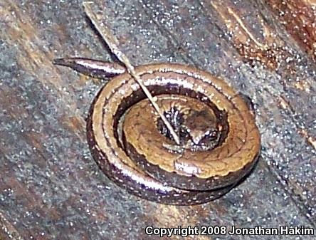 California Slender Salamander (Batrachoseps attenuatus)