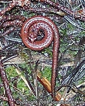 California Slender Salamander (Batrachoseps attenuatus)