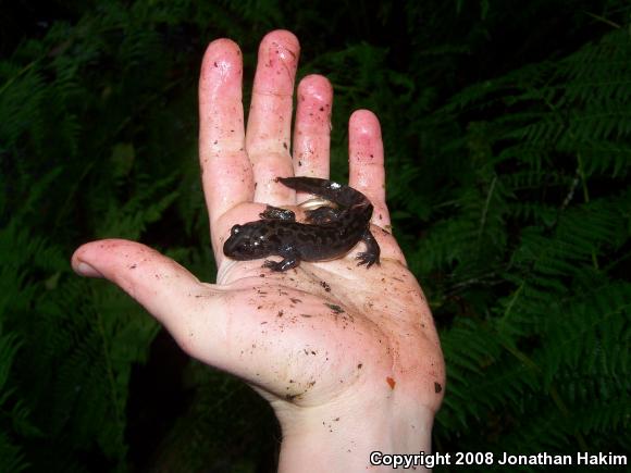 Coastal Giant Salamander (Dicamptodon tenebrosus)