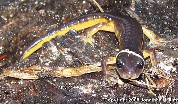 Oregon Ensatina (Ensatina eschscholtzii oregonensis)