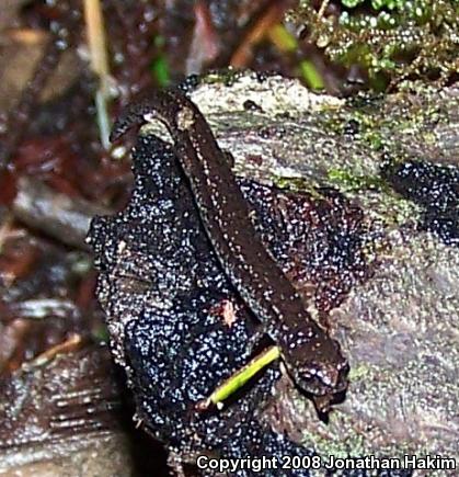 California Slender Salamander (Batrachoseps attenuatus)