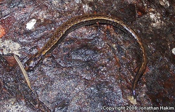 California Slender Salamander (Batrachoseps attenuatus)